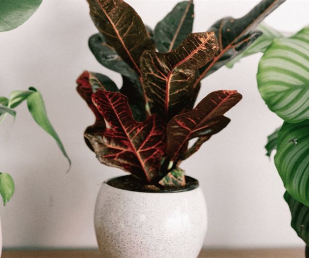 Las mejores plantas para interiores Las mejores plantas para interiores