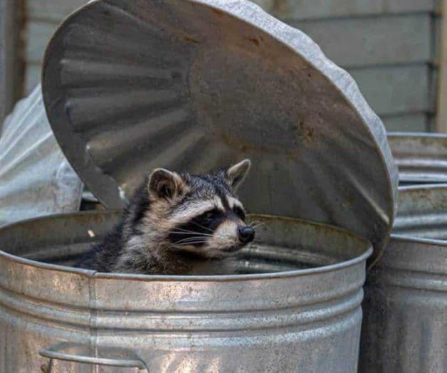 Animales silvestres pasan a ser urbanos Animales silvestres pasan a ser urbanos