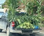Arranca cosecha  de elote y maíz