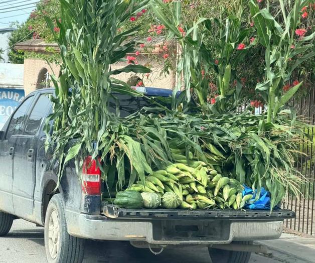 Arranca cosecha de elote y maíz Arranca cosecha de elote y maíz