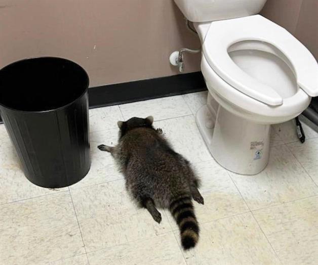 Mapache se emborracha en licorería y se queda dormido en el baño Mapache se emborracha en licorería y se queda dormido en el baño