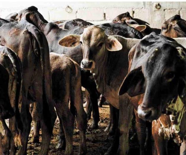 Intensifica SADER combate  contra gusano barrenador