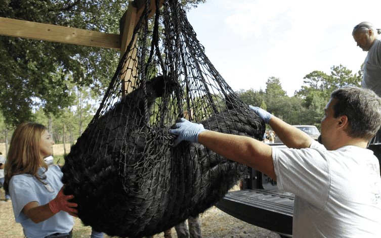 Florida inicia primera cacería de osos negros en una década; enfrenta críticas