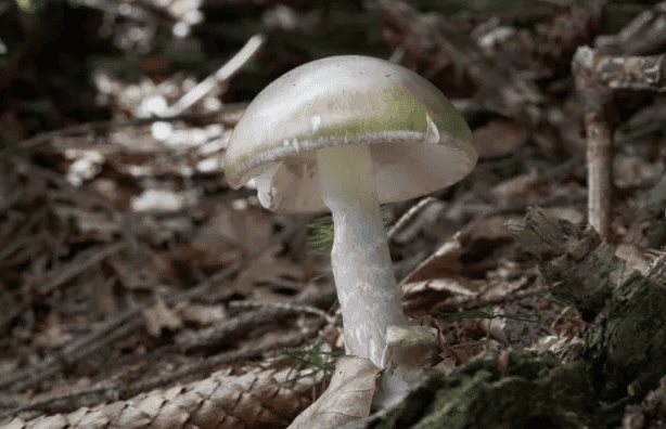 Alertan de casos de intoxicación por hongos silvestres en California