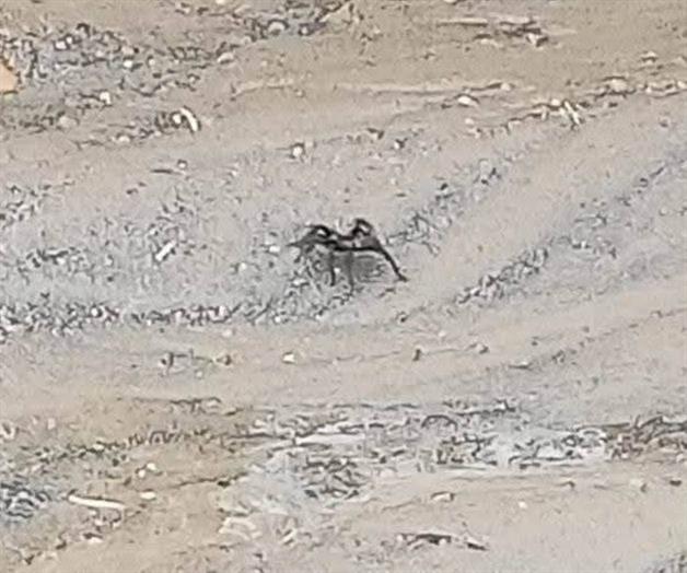 Propicia ´yonquero´ plaga de tarántulas Propicia ´yonquero´ plaga de tarántulas