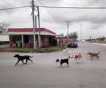Sin control presencia de perros callejeros Sin control presencia de perros callejeros