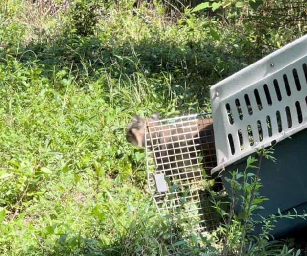 Reintegrarán ejemplares de fauna silvestre a su hábitat en Tamaulipas