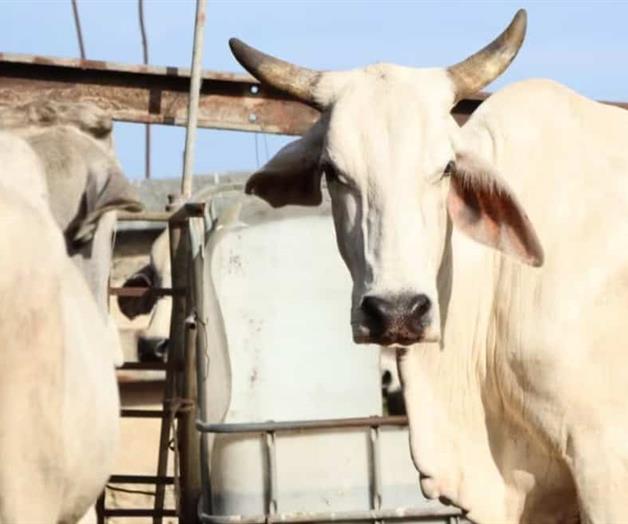 Localizan Gusano barrenador en 93 municipios de Yucatán Localizan Gusano barrenador en 93 municipios de Yucatán