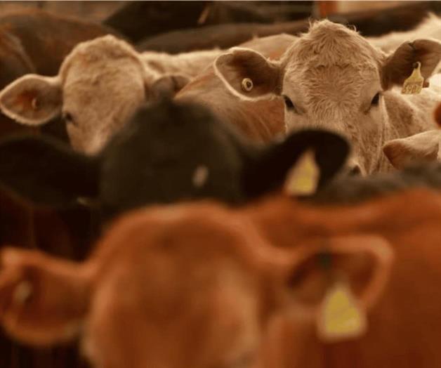 Precios de la carne al alza por cierre de frontera a ganado mexicano Precios de la carne al alza por cierre de frontera a ganado mexicano