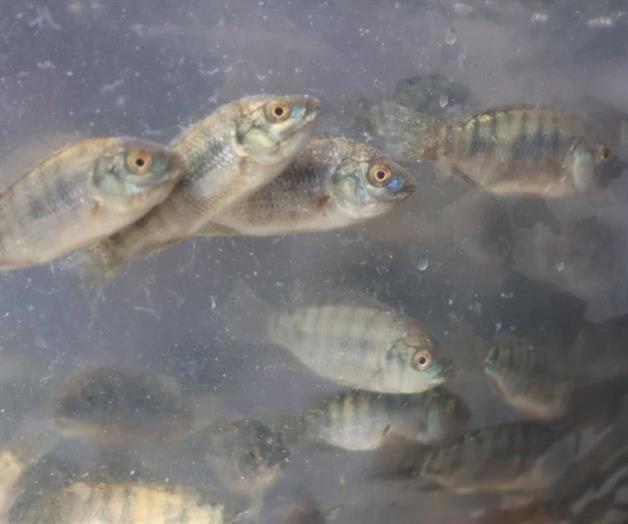Liberan 8 mil alevines de tilapia en la Presa La Loba en Tamaulipas Liberan 8 mil alevines de tilapia en la Presa La Loba en Tamaulipas