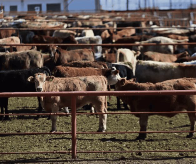 México pierde 700 mdd por cierre ganadero a EU México pierde 700 mdd por cierre ganadero a EU