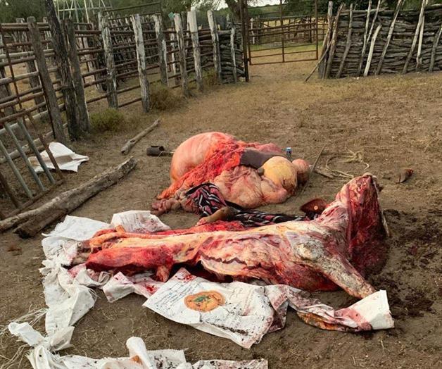 En aumento el robo de ganado En aumento el robo de ganado