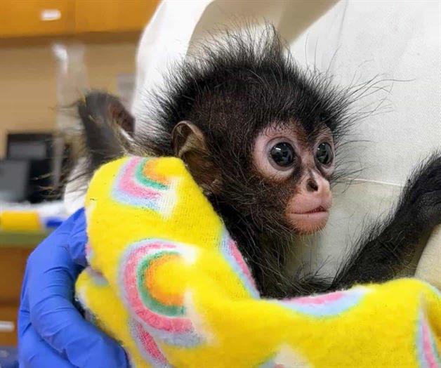 Rescate de crías de mono araña destaca labor de Zoo