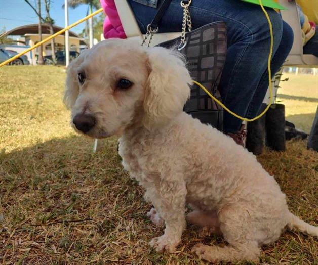 Aumenta demanda para esterilizar a las mascotas Aumenta demanda para esterilizar a las mascotas