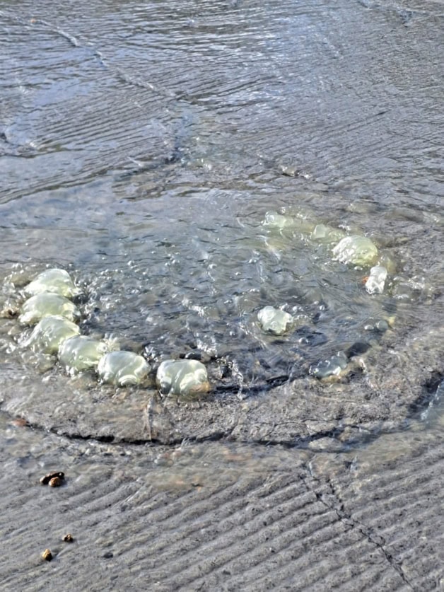 Reaparece la enorme fuga de aguas negras
