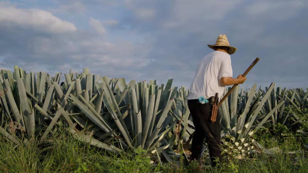 Inseguridad paraliza la siembra en zonas rurales