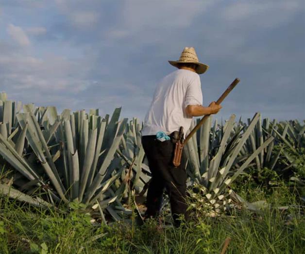 Inseguridad paraliza la siembra en zonas rurales Inseguridad paraliza la siembra en zonas rurales