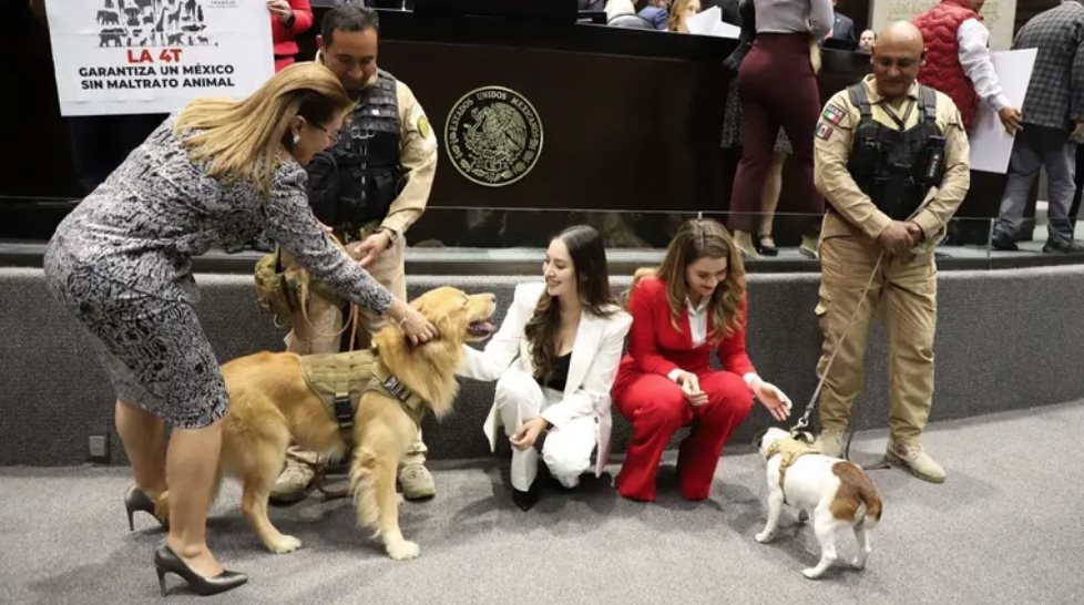 Aprueban dictamen que prohíbe exhibición física de perros en venta