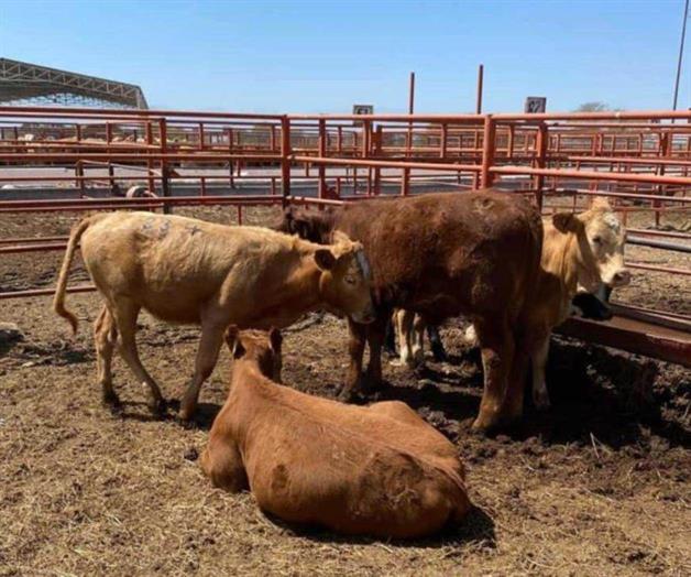 Ganaderos piden frenar importación desmedida de carne a México Ganaderos piden frenar importación desmedida de carne a México