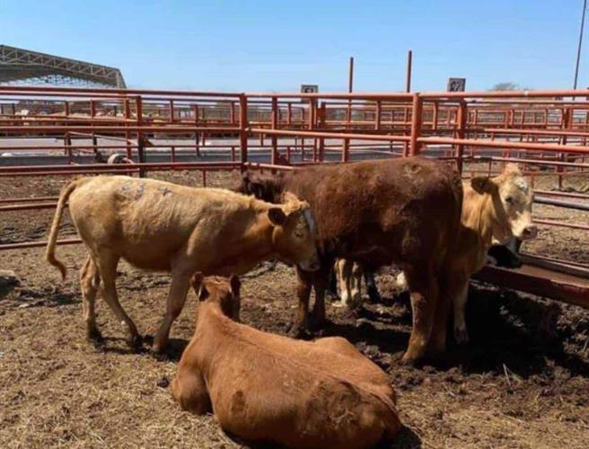 Ganaderos piden frenar importación desmedida de carne a México