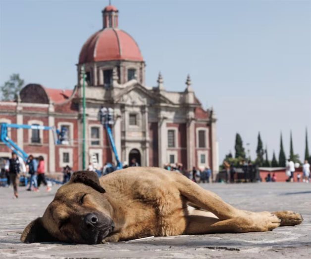 Perros peregrinos, una tendencia este 12 de diciembre Perros peregrinos, una tendencia este 12 de diciembre
