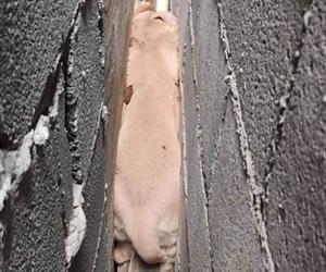 Rescatan a perro que quedó atrapado tras huir de pirotecnia en Río Bravo