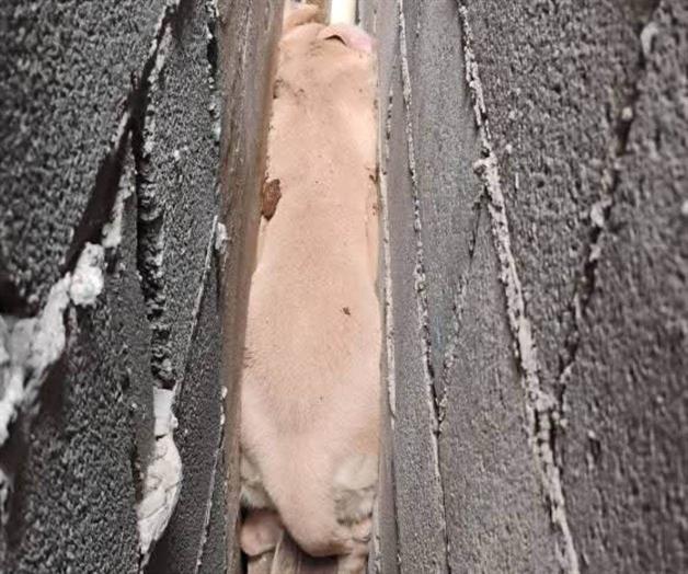 Rescatan a perro que quedó atrapado tras huir de pirotecnia en Río Bravo Rescatan a perro que quedó atrapado tras huir de pirotecnia en Río Bravo