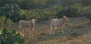 Golpea la sequía a los ganaderos de la región