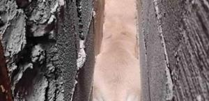 Rescatan PCyB  can emparedado...  huyó de pirotecnia