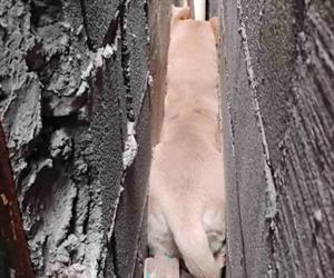 Rescatan PCyB  can emparedado...  huy&oacute; de pirotecnia