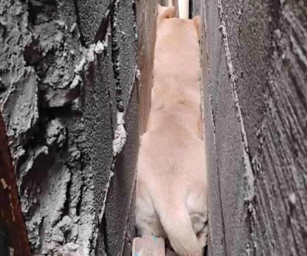 Rescatan PCyB can emparedado... huyó de pirotecnia Rescatan PCyB can emparedado... huyó de pirotecnia