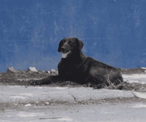 Pirotecnia y fr&iacute;o ponen  en riesgo a mascotas