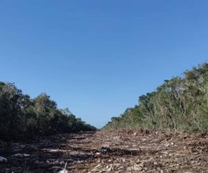 Agroindustrias arrasan con la selva yucateca