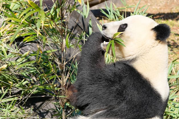 Miles acuden a un zoo de Tokio para ver a los &uacute;ltimos dos pandas en Jap&oacute;n antes de su vuelta a China