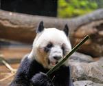 Miles acuden a un zoo de Tokio para ver a los últimos dos pandas en Japón antes de su vuelta a China Miles acuden a un zoo de Tokio para ver a los últimos dos pandas en Japón antes de su vuelta a China