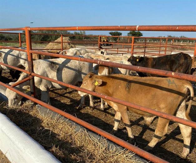 Esperan abundante lluvia los productores pecuarios Esperan abundante lluvia los productores pecuarios