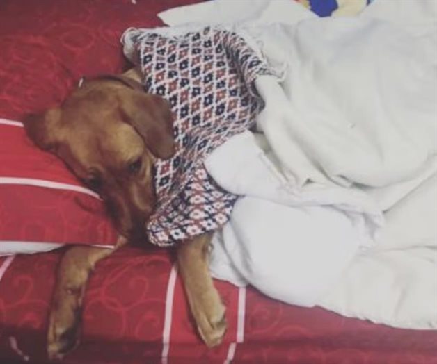 SSC emite recomendaciones para proteger a mascotas del fr&iacute;o