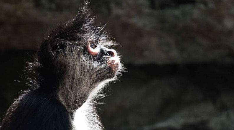 Profepa pide evitar regalar animales silvestres en Navidad y Reyes Profepa pide evitar regalar animales silvestres en Navidad y Reyes