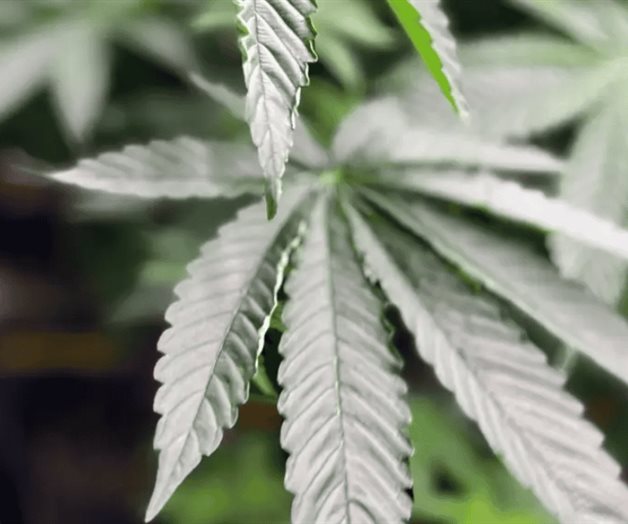 Trump firma orden ejecutiva que podr&iacute;a reclasificar la marihuana como una droga menos peligrosa