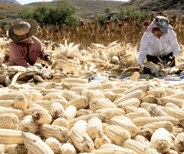 México, líder de importaciones de maíz blanco, afirma GCMA México, líder de importaciones de maíz blanco, afirma GCMA