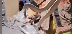 Localizan v&iacute;bora de cascabel dentro de maquiladora en R&iacute;o Bravo