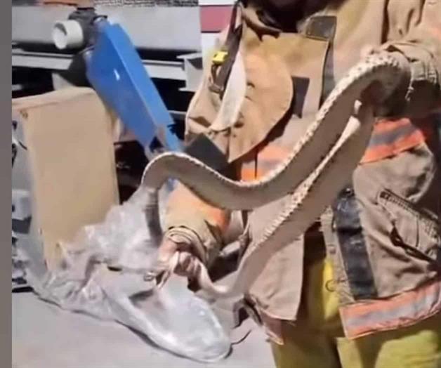 Localizan víbora de cascabel dentro de maquiladora en Río Bravo Localizan víbora de cascabel dentro de maquiladora en Río Bravo