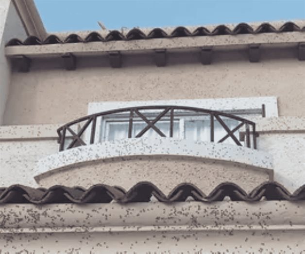 Habitantes de Tizayuca exigen atenci&oacute;n por plaga de moscas