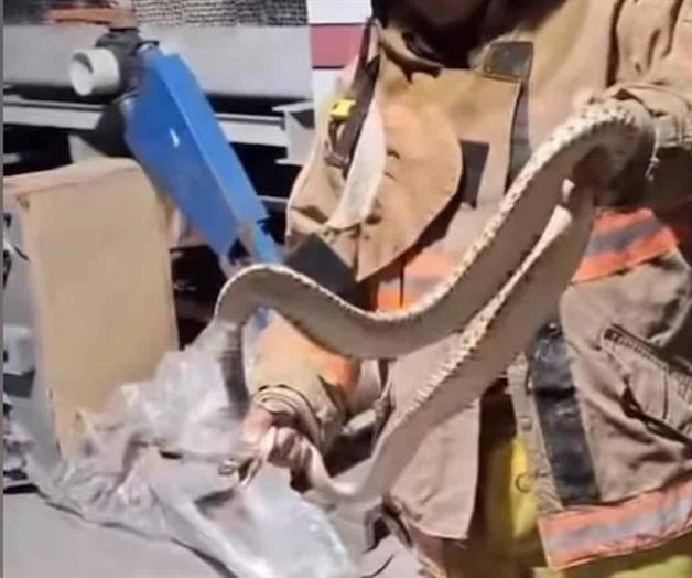 Aterra víbora en una maquiladora Aterra víbora en una maquiladora