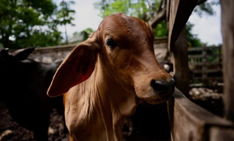 Arranca Plan Piloto Nacional  contra el gusano barrenador