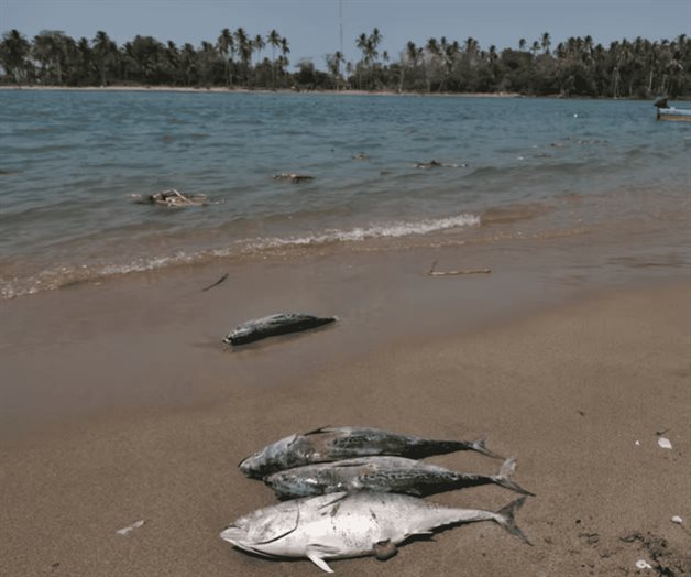 Ambientalistas denuncian da&ntilde;os en el Golfo de M&eacute;xico por petr&oacute;leo