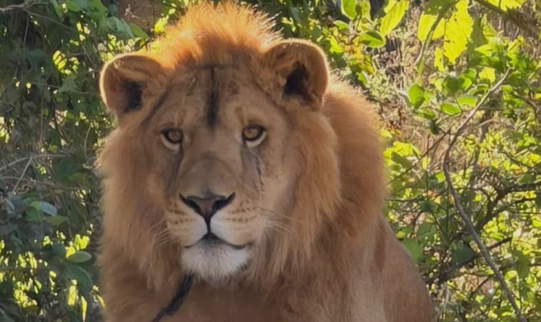 Rescatan león en Nayarit Rescatan león en Nayarit