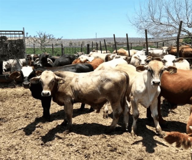 Refuerzan blindaje sanitario en BCS por gusano barrenador