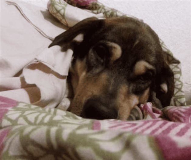 SSC emite recomendaciones para proteger a mascotas ante fr&iacute;o