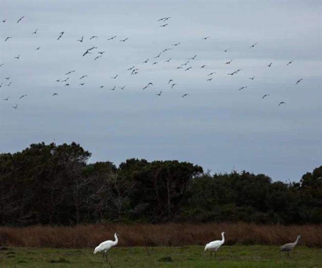 Preservan h&aacute;bitat para las grullas trompeteras